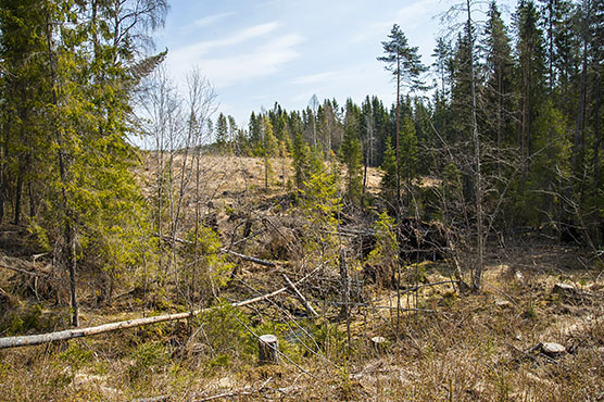 Tuhoutunut metsälähde